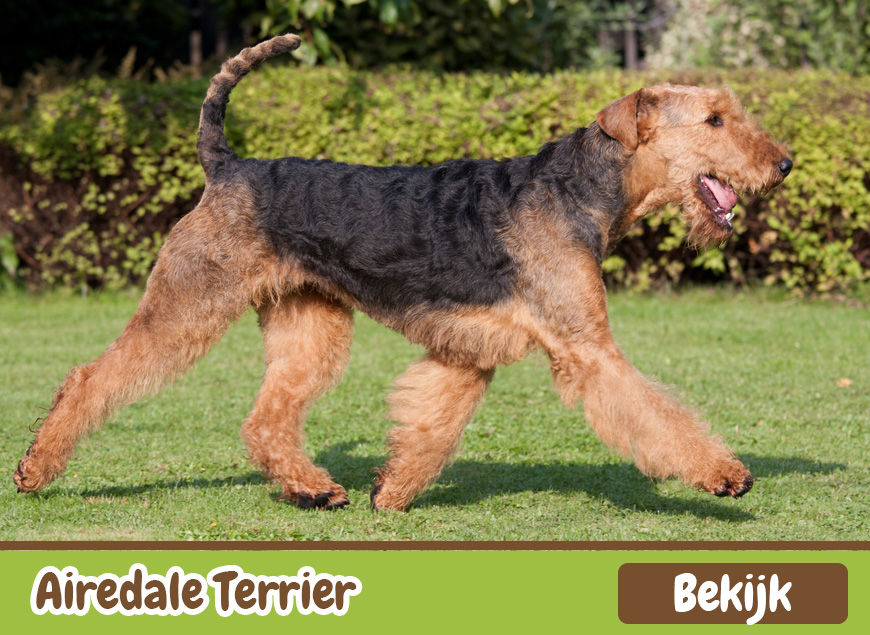 Airedale Terrier