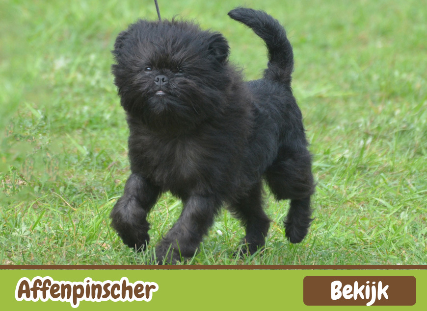 Affenpinscher