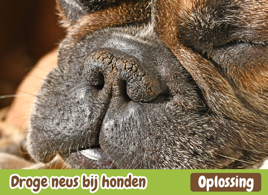 Droge Neus bij Honden