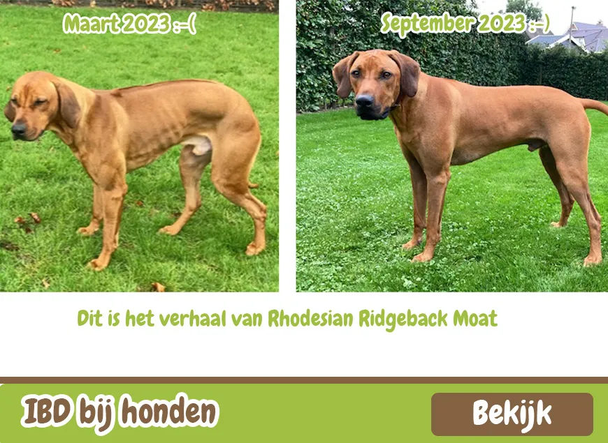 IBD bij Honden