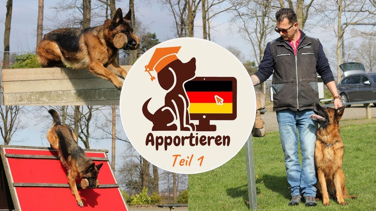 Hund (IGP) das Apportieren beibringen