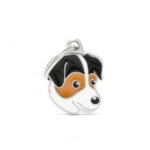 jack Russell tricolor