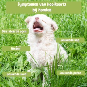 symptomen hooikoorts hond