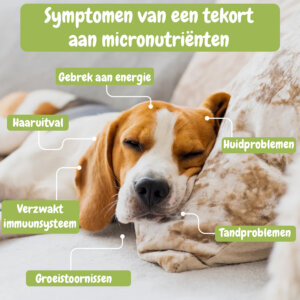 voedselallergie hond