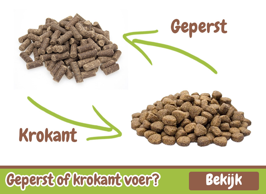 Geperste of krokante brok voor je hond?